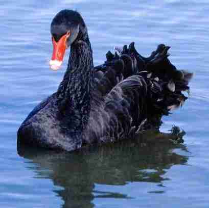 Black Swan — A Review
